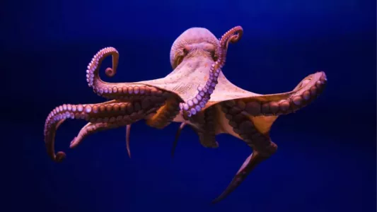 Cephalopods: The Reign of Suckers