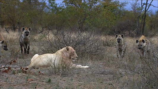 The White Lions