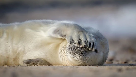 North Sea – Nature Untamed