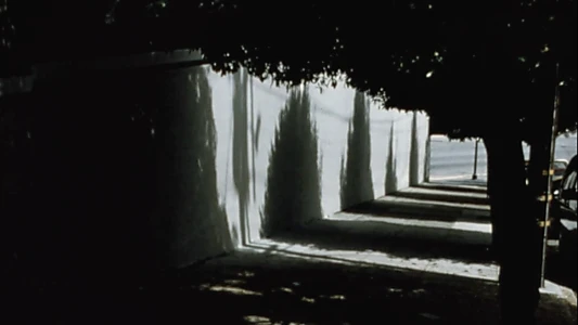 Arbor Vitae