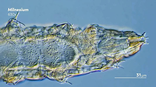Journey to the Microcosmos