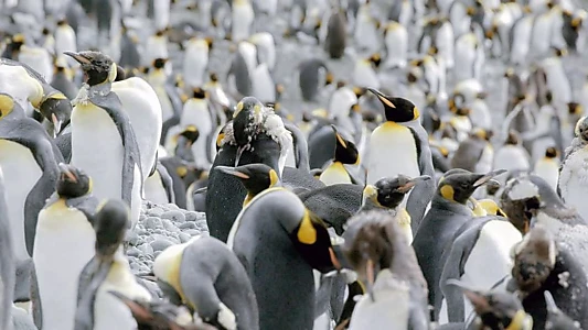 Antarctica: The Frozen Time