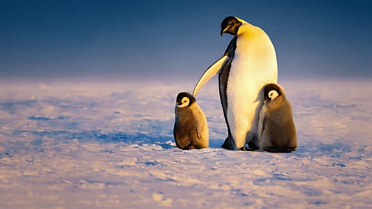 Secrets of the Penguins