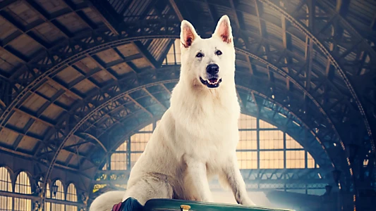 The Travelling Dog