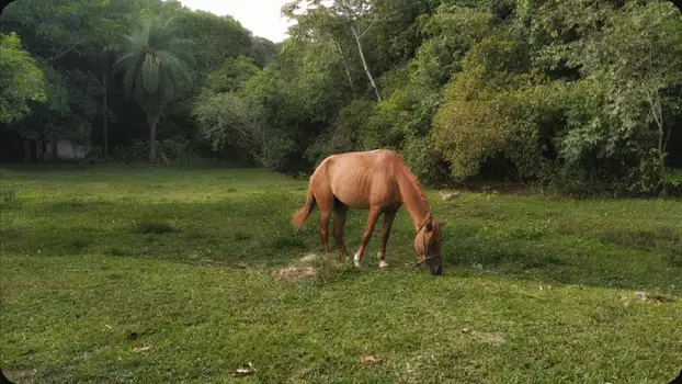 Watch A horse looked at the sky with hope of escape Trailer