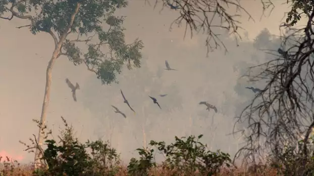 Watch A Wild Year On Earth Trailer