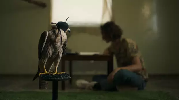 Watch The Falconer Trailer