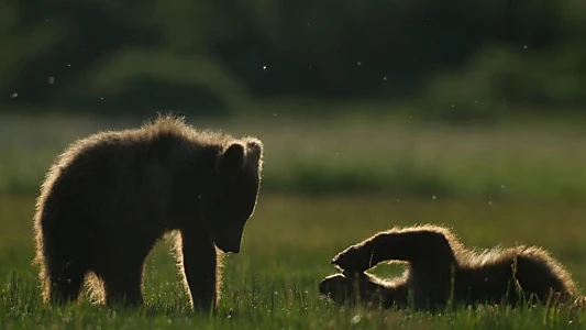 Alaska: A Year in the Wild