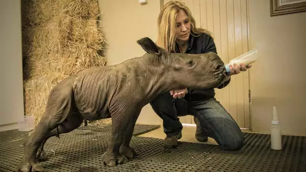Watch Stroop: Journey into the Rhino Horn War Trailer