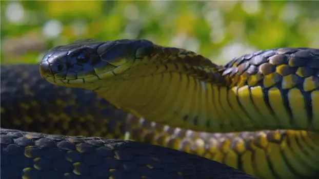 Snake Island: Wild & Deadly