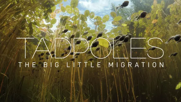 Tadpoles: The Big Little Migration