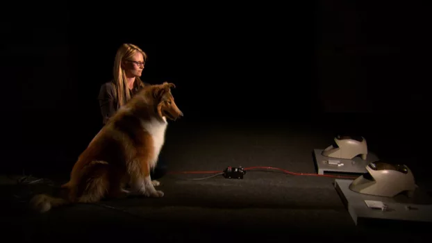 Watch A Dog's Life Trailer