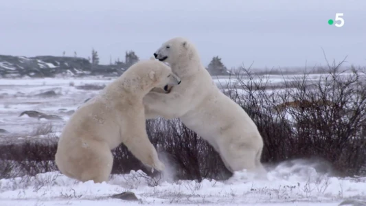 Watch Kingdom of the Polar Bears Trailer