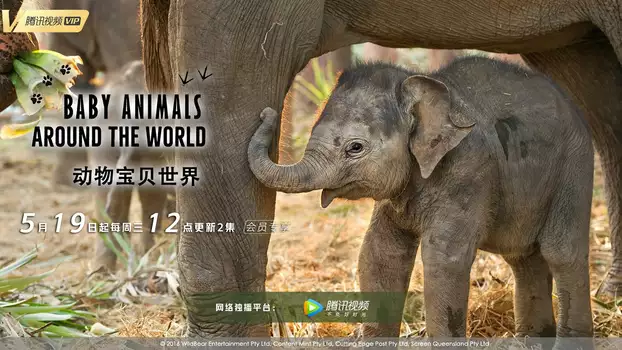 Baby Animals Around the World