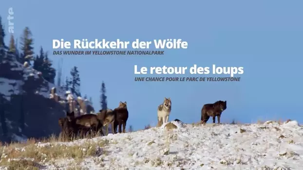 The Return of the Wolves: The Miracle in Yellowstone National Park