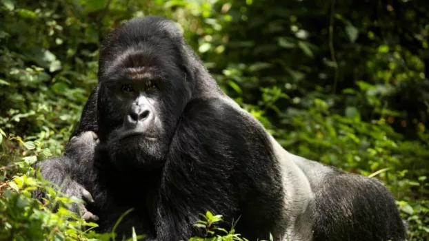 En danger : menaces sur les grands singes