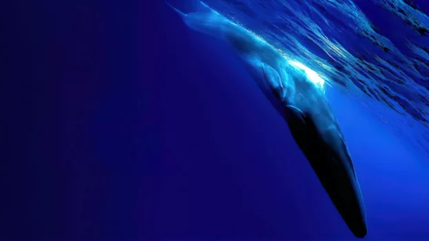 Watch The Loneliest Whale: The Search for 52 Trailer