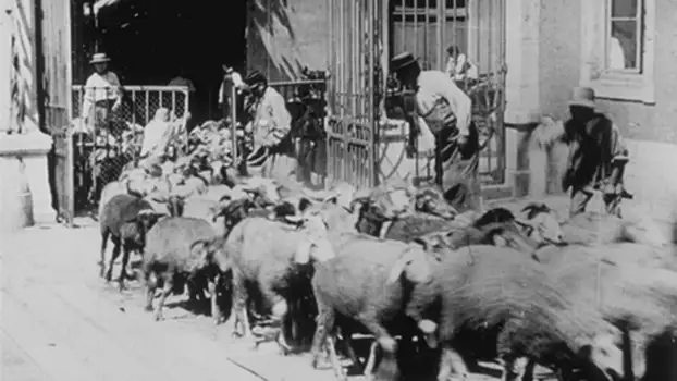 Moutons entrant à l'abattoir