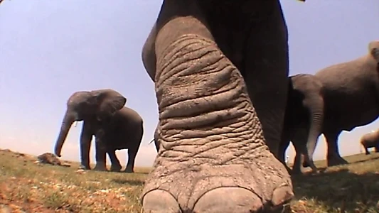 Elephants: Spy in the Herd