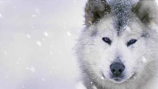 Watch Ice Dogs: The Only Companions Worth Having Trailer