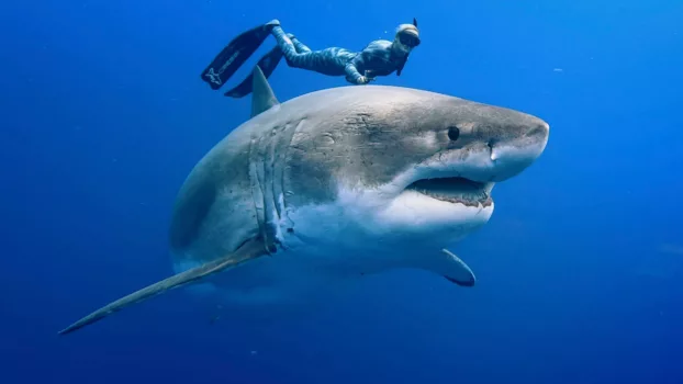Watch Envoy: Shark Cull Trailer