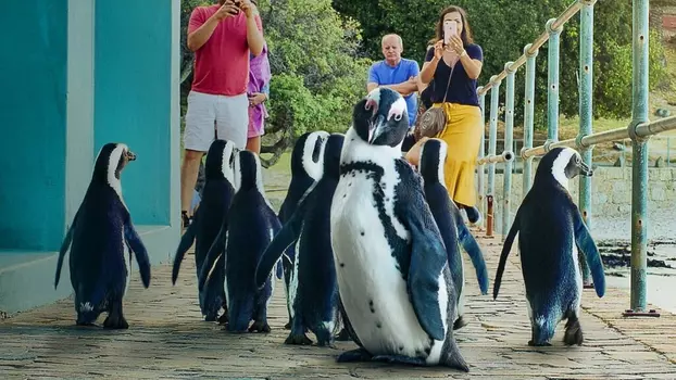 Watch Penguin Town Trailer