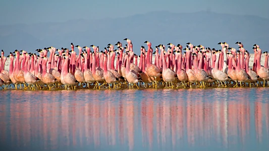 Watch Planet Earth II Trailer