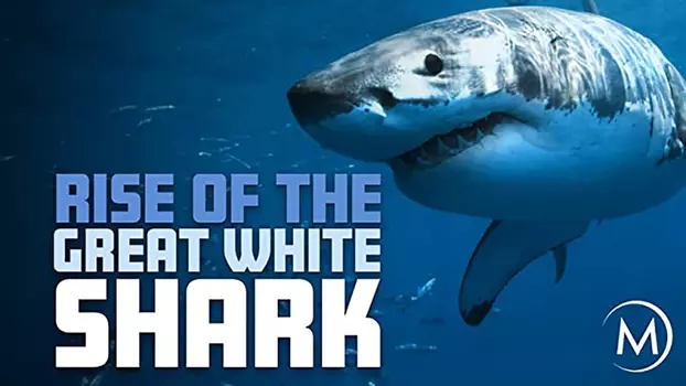 Rise Of The Great White Shark