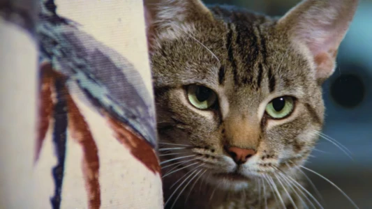 Watch Cat's Eye Trailer