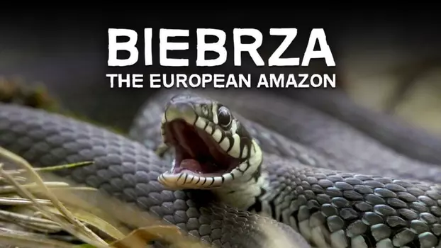 Biebrza: The European Amazon