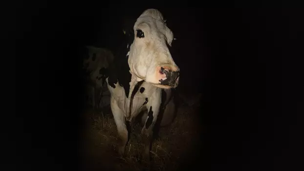 Watch Cow Trailer