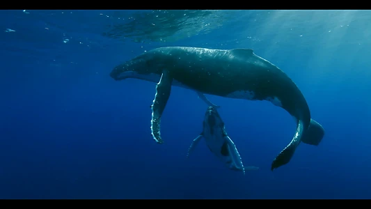 Watch Titans of the Deep Trailer
