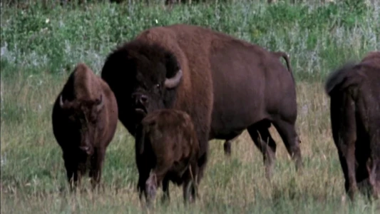 The Great Buffalo Saga