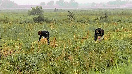 The Gleaners and I