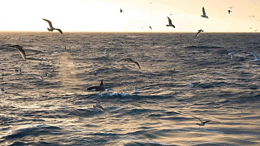 North Sea – Nature Untamed