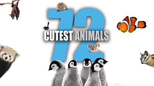 72 Cutest Animals