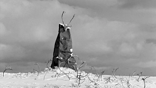The White Reindeer