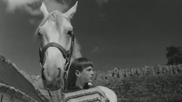 The Boy Who Loved Horses