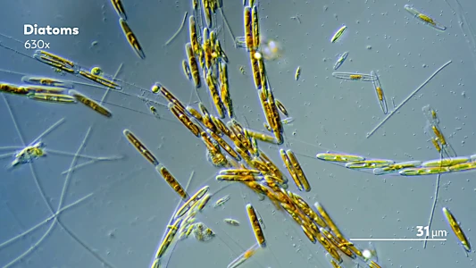 Journey to the Microcosmos