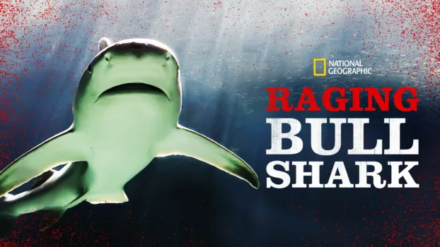 Raging Bull Shark
