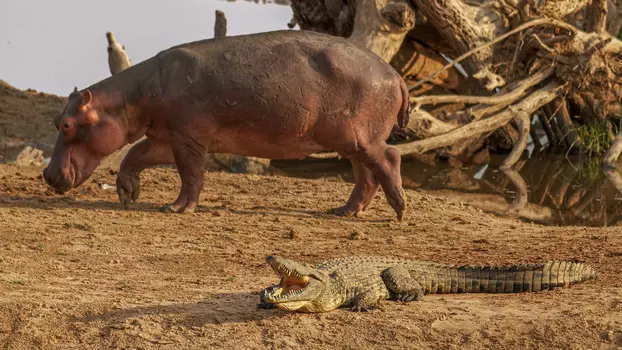 Hippo vs Croc
