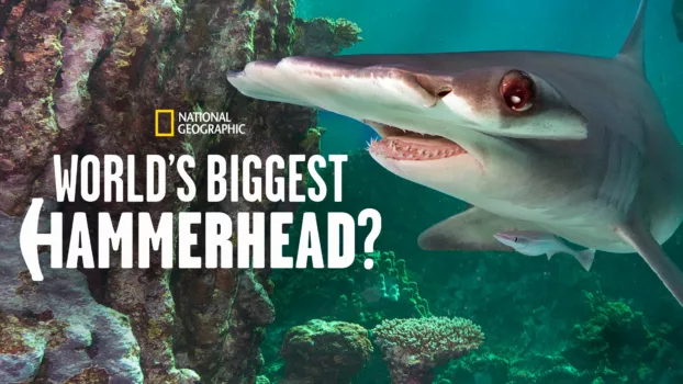 World's Biggest Hammerhead?