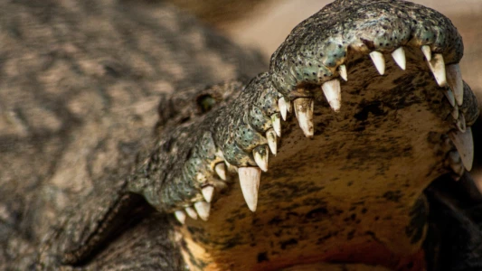Crocodiles Revealed