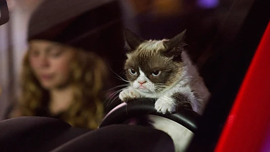 Watch Grumpy Cat's Worst Christmas Ever Trailer