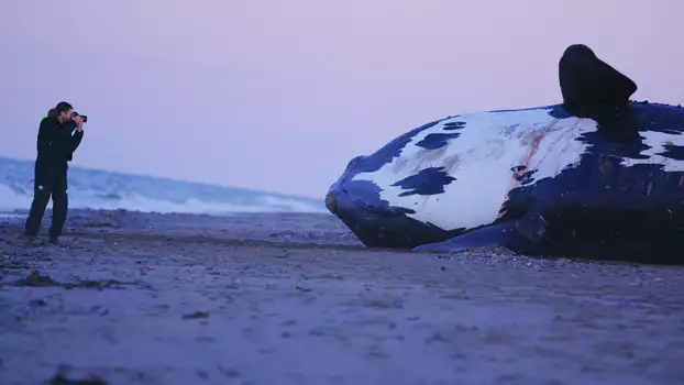 Watch Last of the Right Whales Trailer