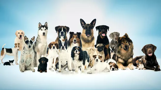 Watch Top Jobs for Dogs Trailer