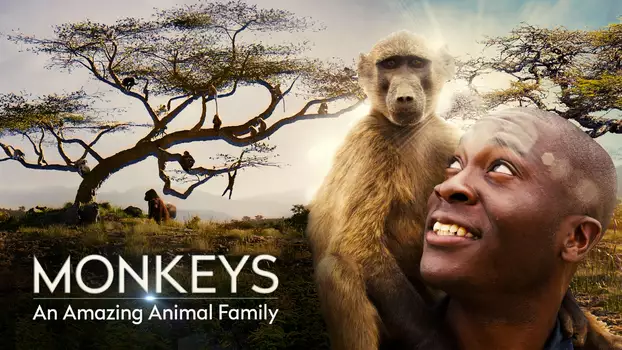 Watch Monkeys: An Amazing Animal Family Trailer
