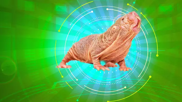 Naked Molerat: Nature’s Weirdest Superhero