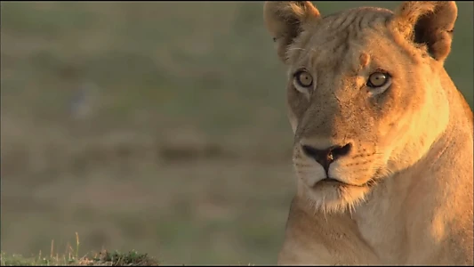 Lions of Crocodile River