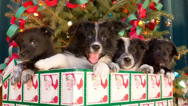 Watch 12 Dogs of Christmas: Great Puppy Rescue Trailer